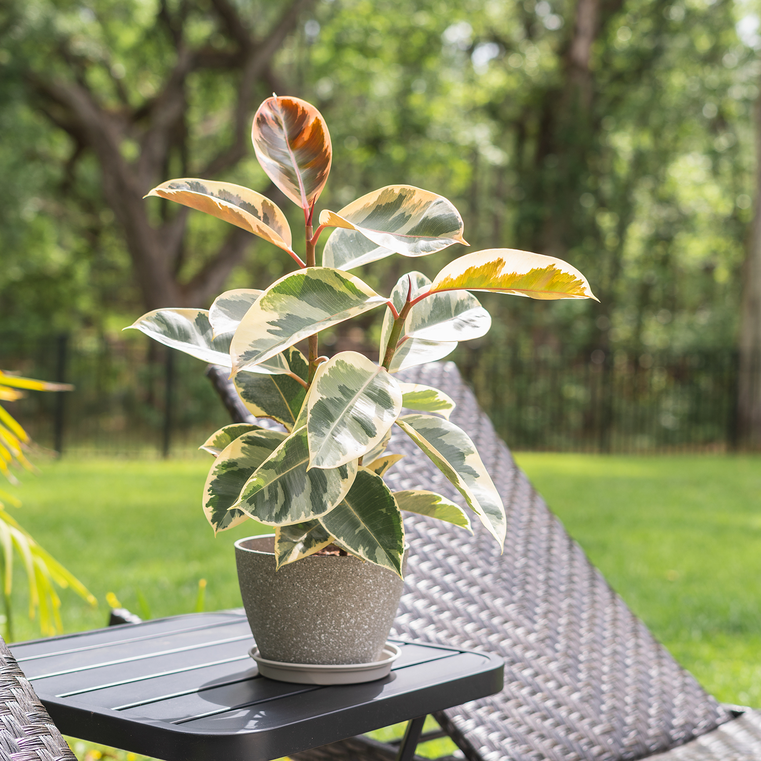 0004362_tineke-variegated-rubber-tree Variegated Rubber Plant – Premium Indoor Decorative Ficus Plant for Home & Office | Uglaoo - Image 1