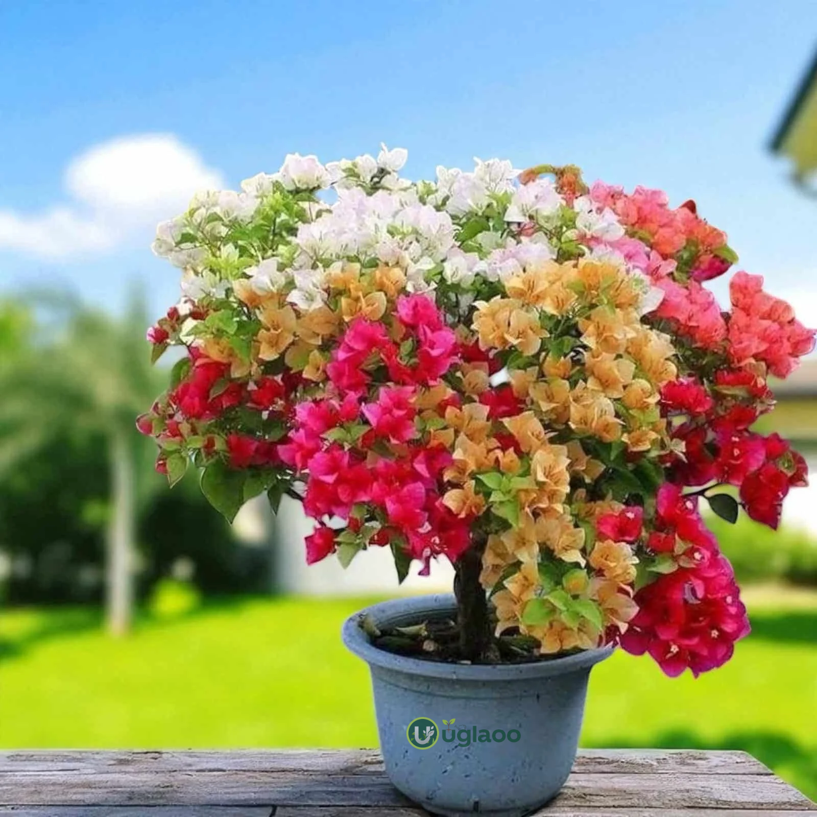 04ed3ac1-40b0-4a04-b2c9-075c840f198b_11zon Multicolour Bougainvillea Plant – Vibrant Flowering Climber for Home Garden & Balcony | Uglaoo - Image 1