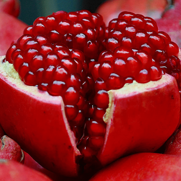 Super Bhagwa Pomegranate Plant – High Yield Sweet Red Anar Plant for Home Garden | Uglaoo