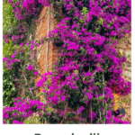 Bougainville
