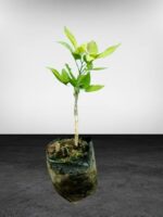 Rainbow Arcobal Orange Plant – Exotic Multi-Colored Sweet Orange Tree for Home Garden | Uglaoo - Image 7