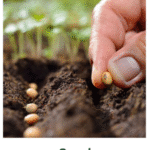 Seeds