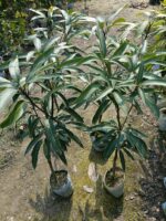 Miyazaki Mango Plant (Taiyo no Tamago) – World’s Most Premium Japanese Red Mango | Uglaoo - Image 7