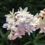 Rajnigandha Multipetals Tuberose Flower Bulbs (Polianthes Tuberosa) – Pack of 20 | Uglaoo - Image 2