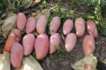 Red Ivory Mango Plant – Rare Red Sweet Mango Tree for Home Garden | Uglaoo - Image 2