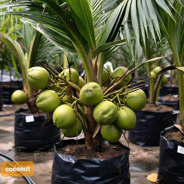 Vietnam Coconut Plant – High Yield Sweet Water Coconut Tree for Home Garden | Uglaoo