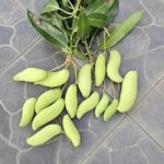 Banana Mango Plant – Thai Sweet Mango Variety for Home Garden | Uglaoo - Image 5