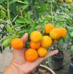 Mandarin Orange Plant – Sweet Juicy Citrus Fruit Tree for Home Garden | Uglaoo - Image 2