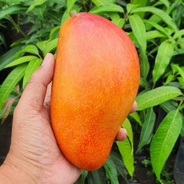 Xishi Mango Plant – Rare Exotic Sweet Mango Tree for Home Garden | Uglaoo