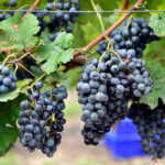 Black Grapes Plant – Sweet Juicy Seedless Grape Vine for Home Garden | Uglaoo - Image 3
