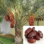 Arabian Variety Khajoor Plant – Premium Date Palm Tree for Home Garden & Farm | Uglaoo - Image 2