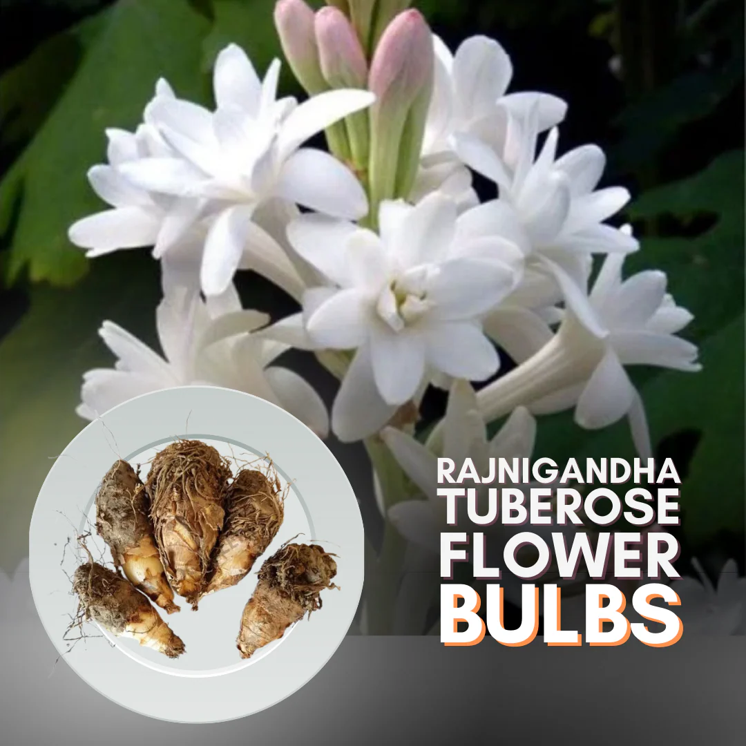 Rajnigandhatuberoseflowerbulbs_1200x1200 Rajnigandha Multipetals Tuberose Flower Bulbs (Polianthes Tuberosa) – Pack of 20 | Uglaoo - Image 1