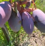 Austin Mango Plant – Premium Sweet Mango Tree for Home Garden | Uglaoo - Image 3