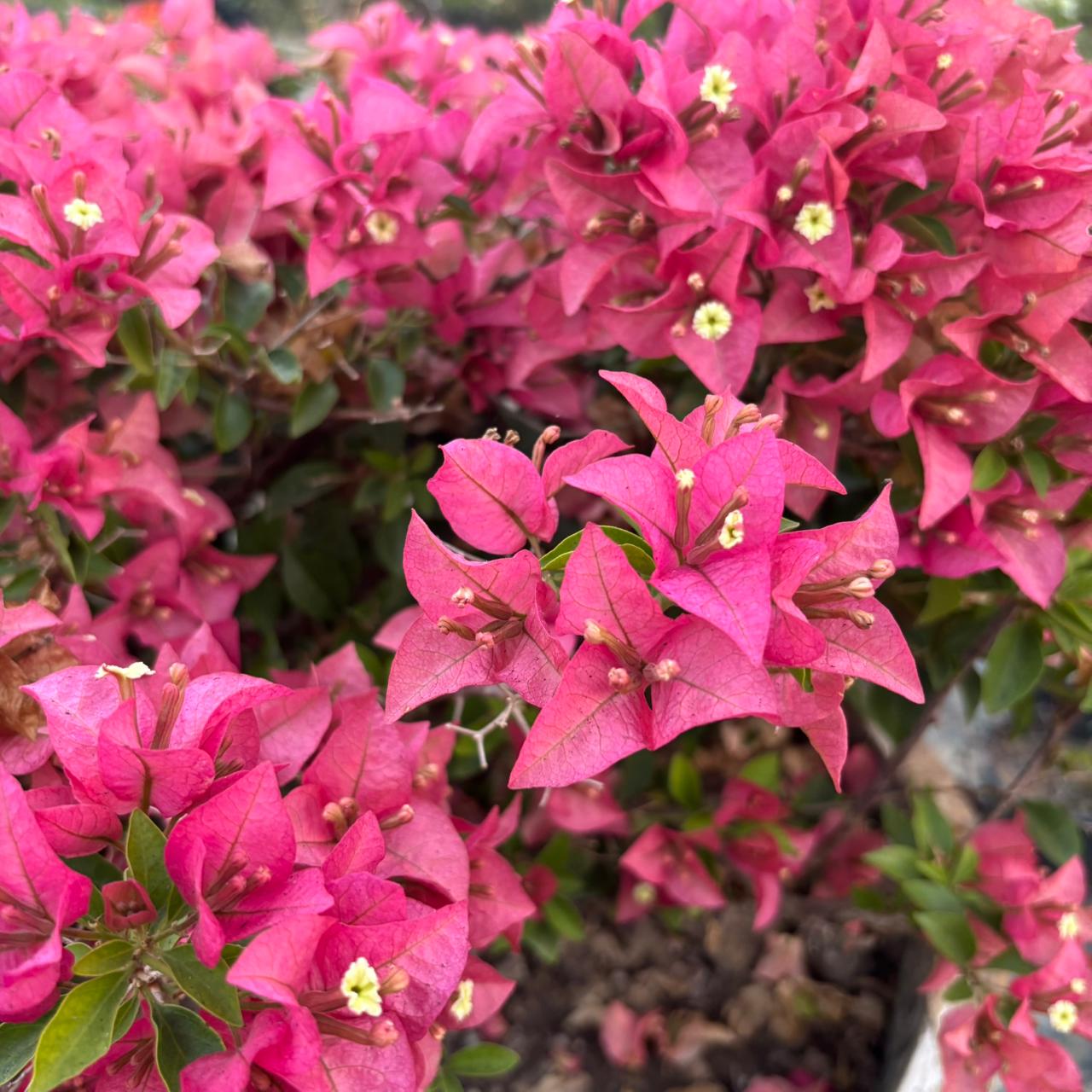WhatsApp Image 2025-12-18 at 6.09.39 PM Ruby Pink Bougainvillea Plant – Bright Pink Flowering Climber for Home Garden | Uglaoo - Image 1