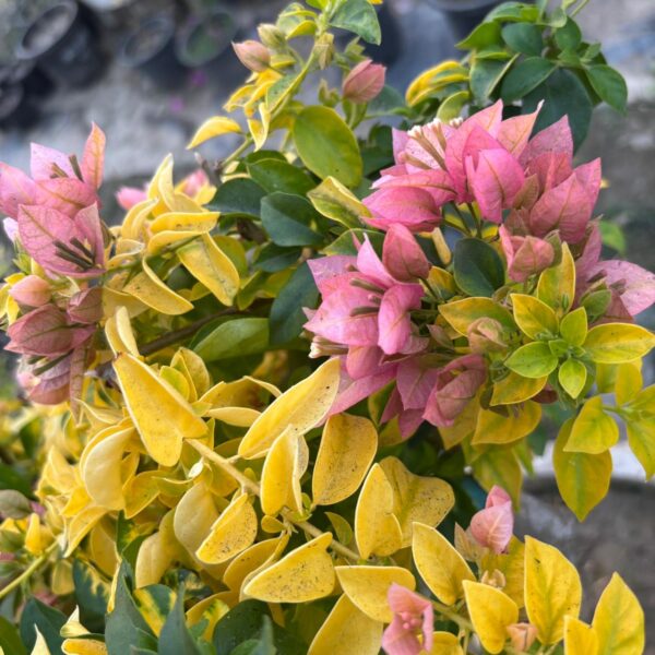 Golden Patch Bougainvillea Plant – Yellow Variegated Flowering Climber for Home Garden | Uglaoo