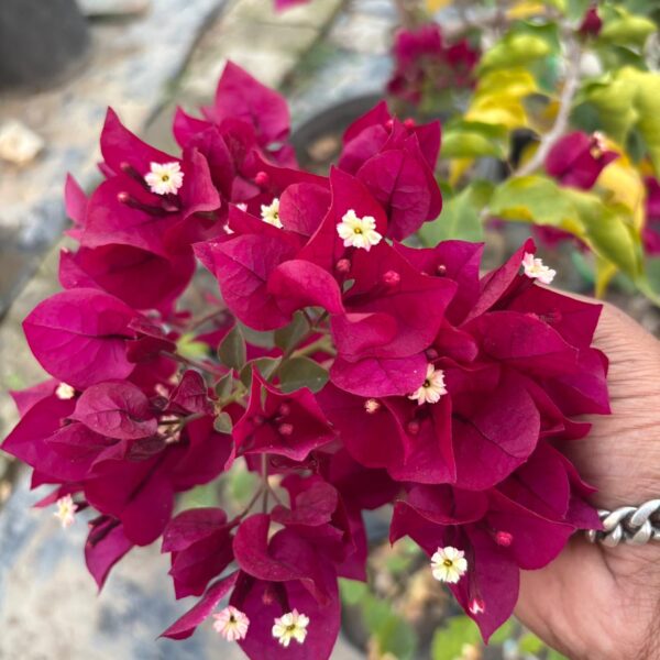 Dark One Bougainvillea Plant – Deep Purple Flowering Climber for Home Garden | Uglaoo