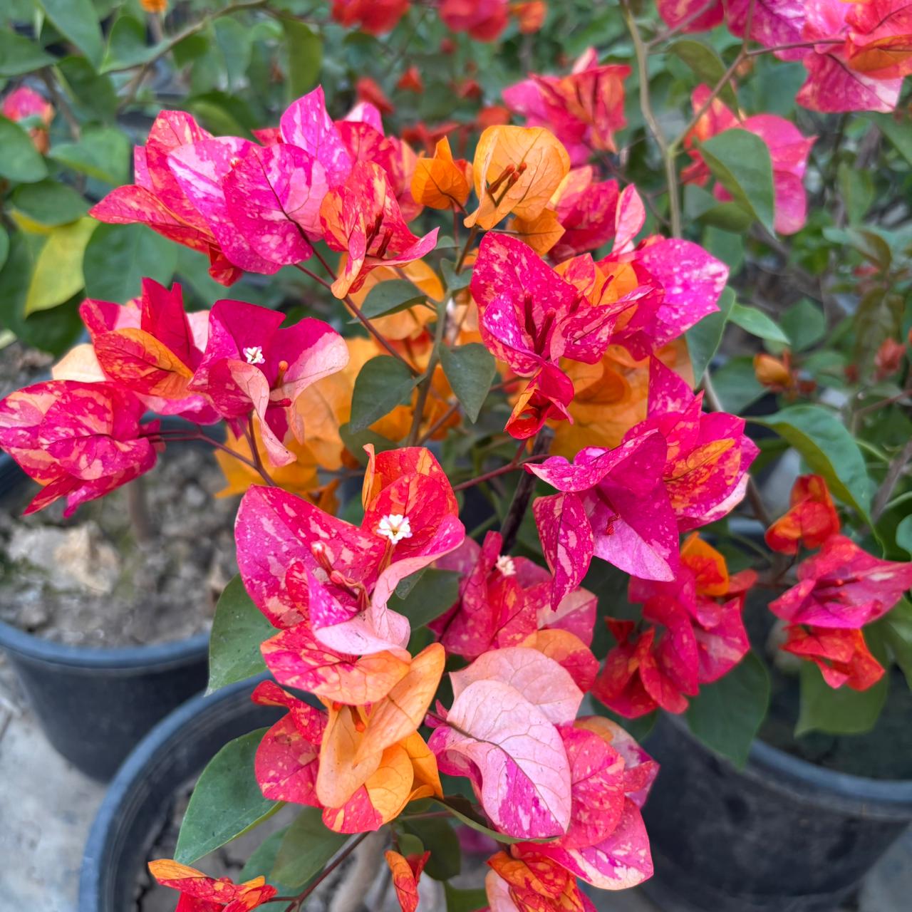 WhatsApp Image 2025-12-18 at 6.09.58 PM (1) Adarna Bougainvillea Plant – Rare Multi-Color Flowering Climber for Home Garden | Uglaoo - Image 1