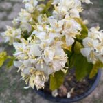 Albino White Bougainvillea Plant – Ultra Rare Pure White Flowering Climber | Uglaoo - Image 9