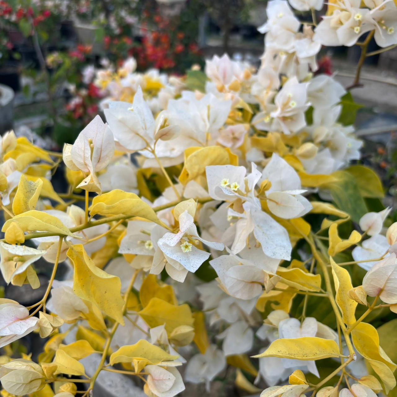 WhatsApp Image 2025-12-18 at 6.10.09 PM (1) Albino White Bougainvillea Plant – Ultra Rare Pure White Flowering Climber | Uglaoo - Image 1