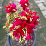 Dragon Flame Bougainvillea Plant – Fiery Red-Orange Flowering Climber for Home Garden | Uglaoo