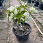 Rare White Bougainvillea Plant – Elegant White Flowering Climber for Home Garden | Uglaoo