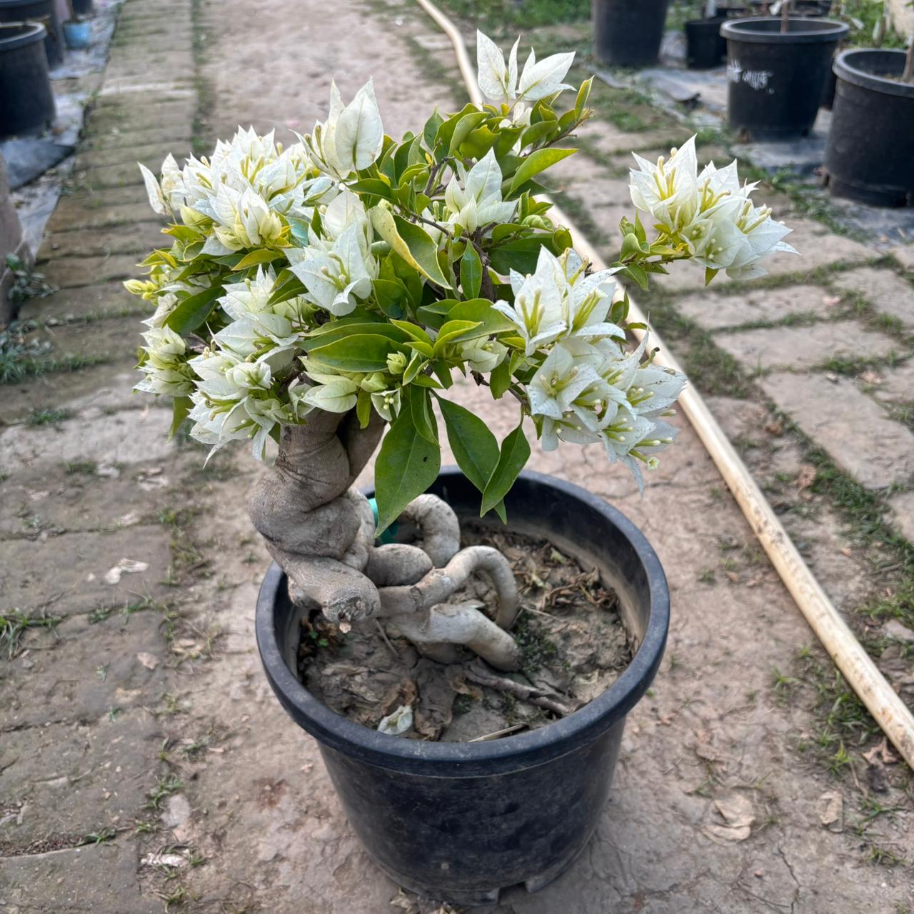 WhatsApp Image 2025-12-18 at 6.26.53 PM Rare White Bougainvillea Plant – Elegant White Flowering Climber for Home Garden | Uglaoo - Image 1