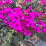 Royal Purple Bougainvillea Plant – Deep Purple Flowering Climber for Home Garden | Uglaoo - Image 2