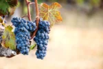 Black Grapes Plant – Sweet Juicy Seedless Grape Vine for Home Garden | Uglaoo - Image 5