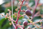 Miyazaki Mango Plant (Taiyo no Tamago) – World’s Most Premium Japanese Red Mango | Uglaoo - Image 3