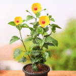 American Hibiscus Flower Plant – Large Blooming Exotic Hibiscus for Home Garden | Uglaoo - Image 5