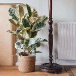 Variegated Rubber Plant – Premium Indoor Decorative Ficus Plant for Home & Office | Uglaoo - Image 3