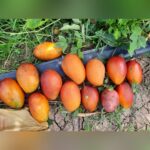 Guifei Mango Plant – Premium Exotic Sweet Mango Tree for Home Garden | Uglaoo - Image 7