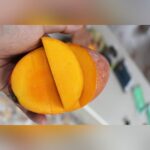 Guifei Mango Plant – Premium Exotic Sweet Mango Tree for Home Garden | Uglaoo - Image 5