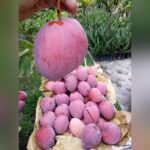Hongzu Mango Plant – Exotic Red Sweet Mango Tree for Home Garden | Uglaoo - Image 8
