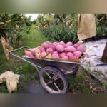 Hongzu Mango Plant – Exotic Red Sweet Mango Tree for Home Garden | Uglaoo - Image 3