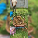 Thai Longan Plant – Premium Sweet Longan (Dragon Eye) Fruit Tree for Home Garden | Uglaoo - Image 2