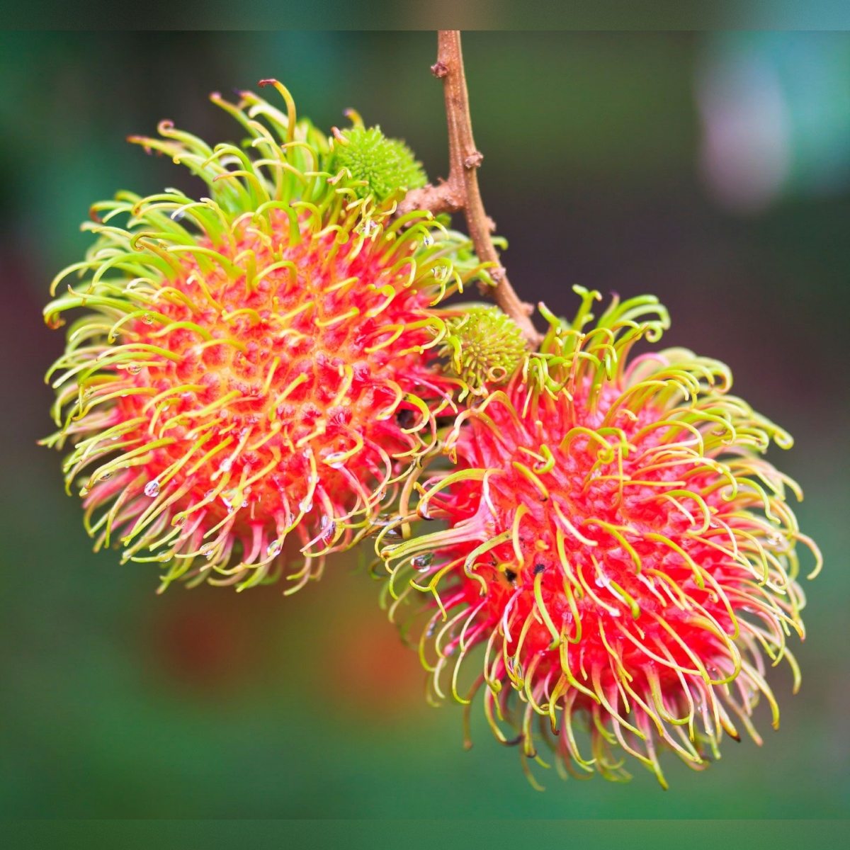 square-image (49) Rambutan Plant – Exotic Sweet Tropical Fruit Tree for Home Garden | Uglaoo - Image 1