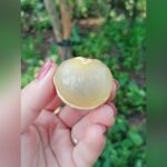 Red Ping Pong Longan Plant – Exotic Sweet Red Longan Fruit Tree for Home Garden | Uglaoo - Image 3