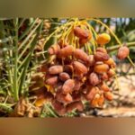 Arabian Variety Khajoor Plant – Premium Date Palm Tree for Home Garden & Farm | Uglaoo - Image 7